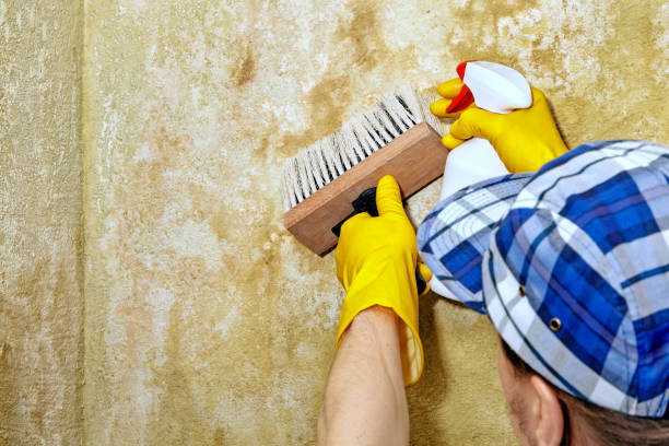 Best HVAC Mold Inspection and Cleaning  in Torrington, CT