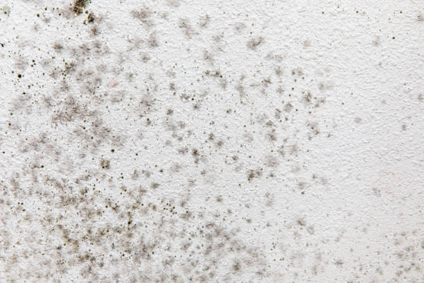 Best Mold Odor Removal Services  in Torrington, CT