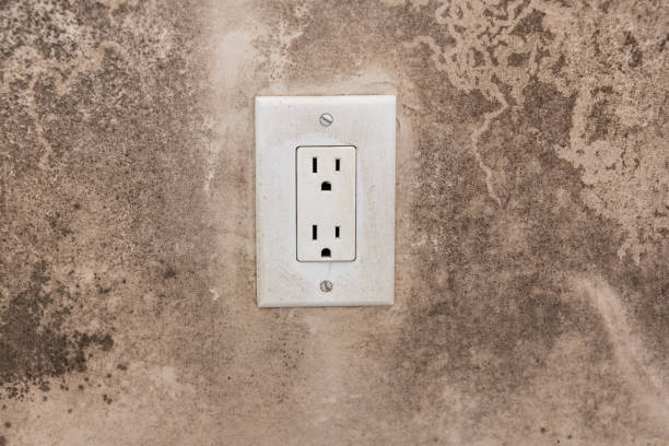 Best Mold Prevention Services  in Torrington, CT