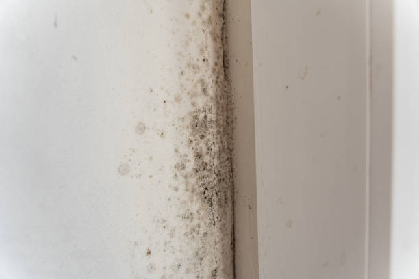 Best Mold Remediation for Healthcare Facilities  in Torrington, CT